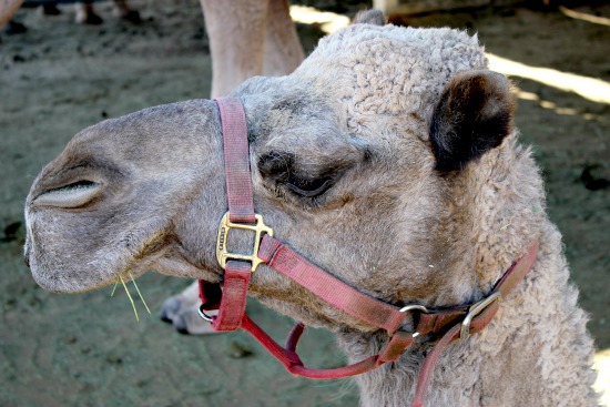 oasis camel dairy