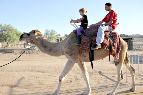 oasis camel dairy