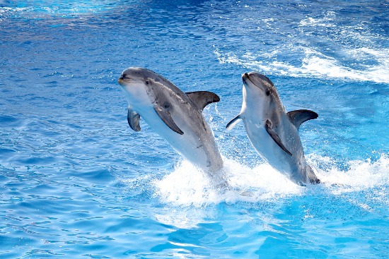 SeaWorld Dolphins