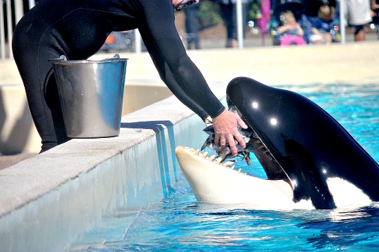 SeaWorld San Diego Dine with Shamu