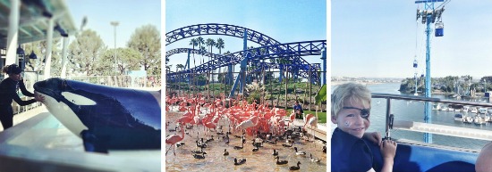 SeaWorld San Diego activities