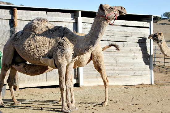 oasis camel dairy