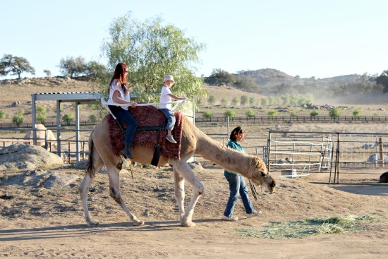 oasis camel dairy