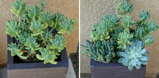 succulents inside an umbrella stand