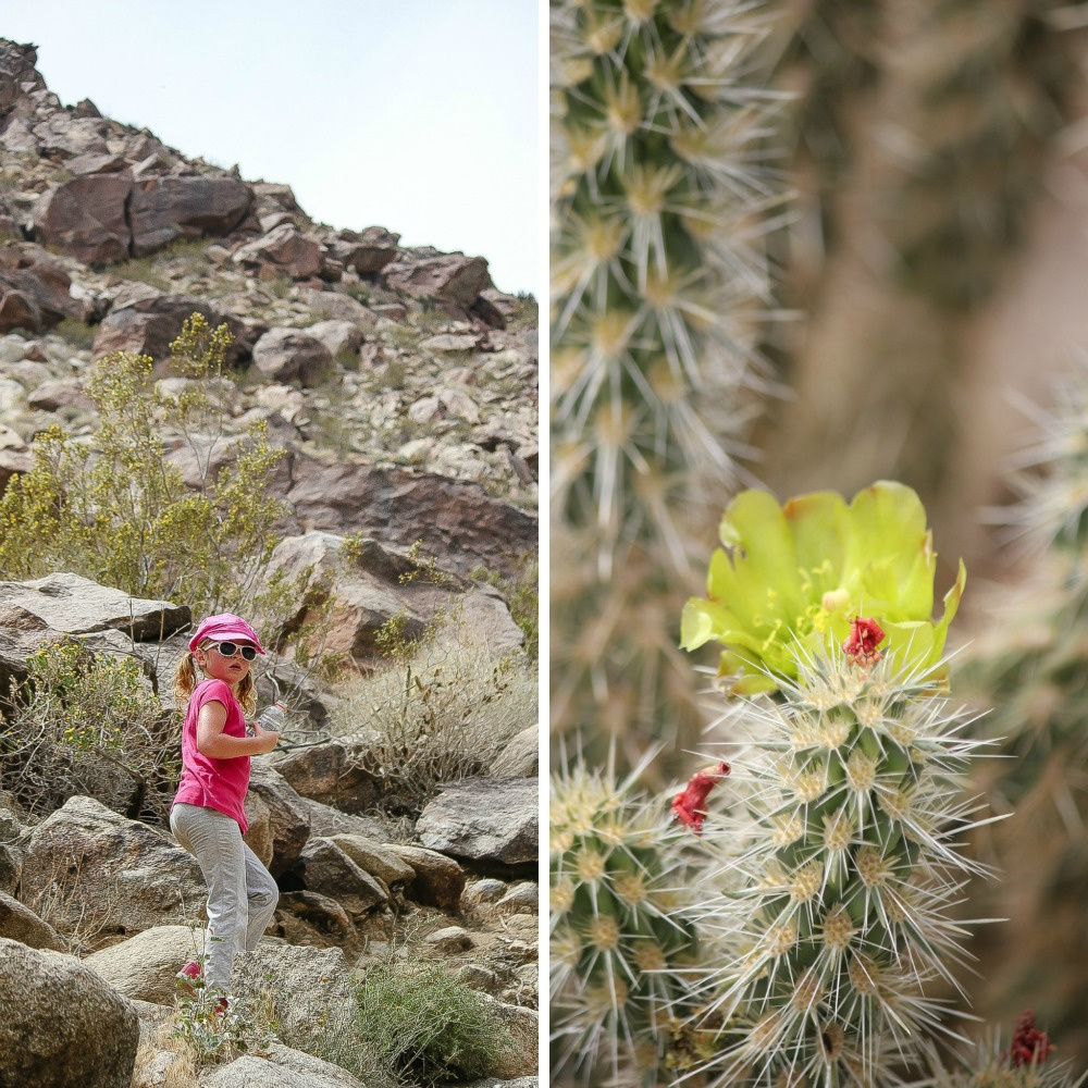 a girl walking on a desert trail and desert flowers