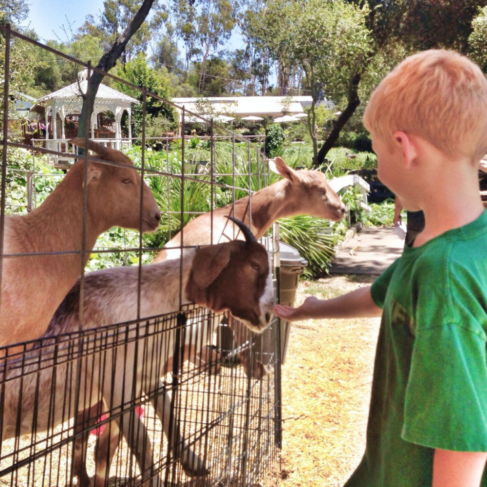 a boy feeding goats