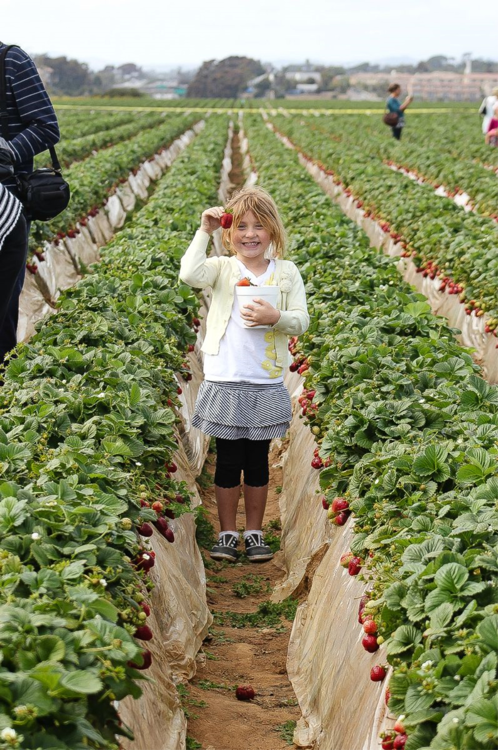 a girl picking strawberries at a strawberry field