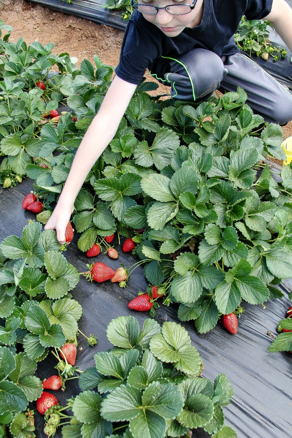 a boy picking strawberries