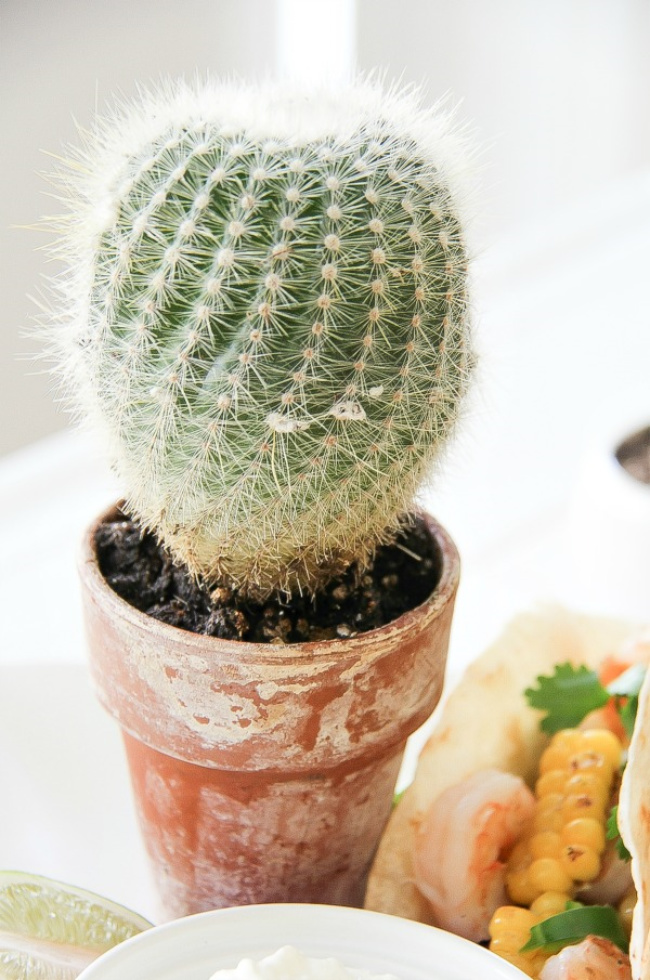 a round cactus in a terracotta pot