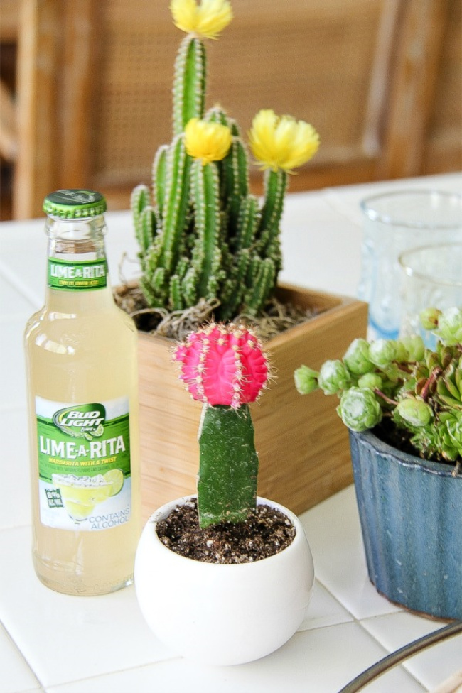 flowering cactus plants in small pots on a counter