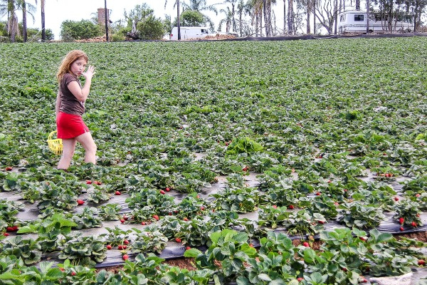 a girl walking through a strawberry field