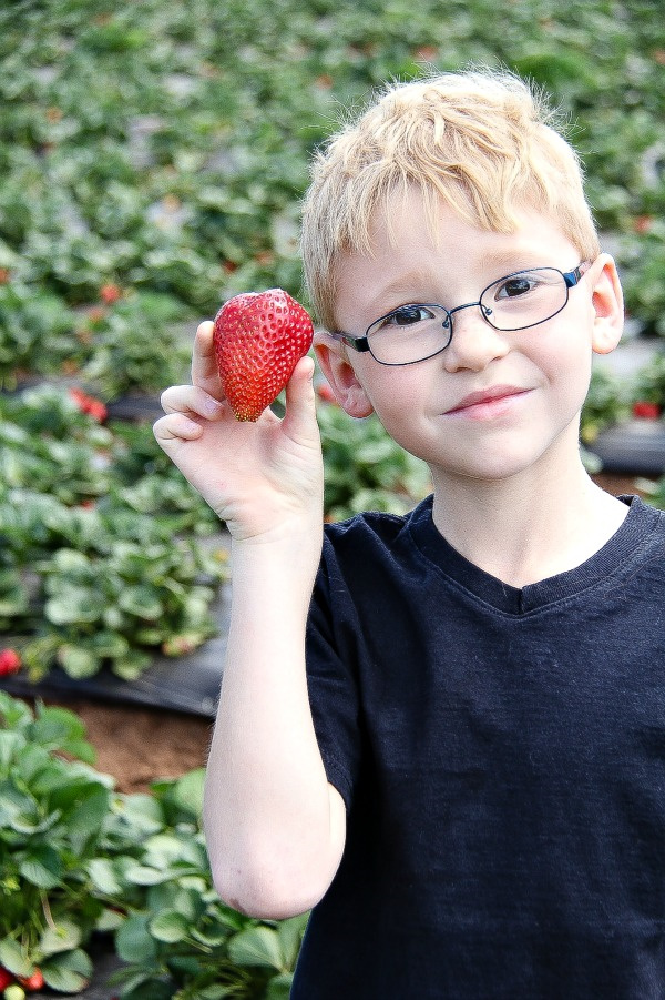 a boy holding a strawberry at the strawberry farm