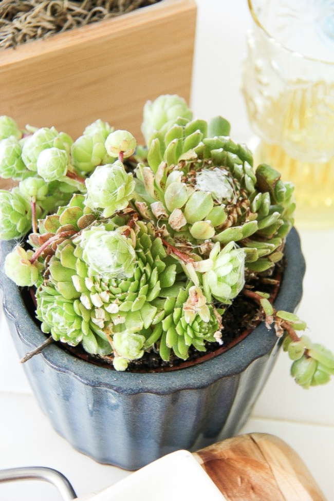 succulent plants in a blue pot