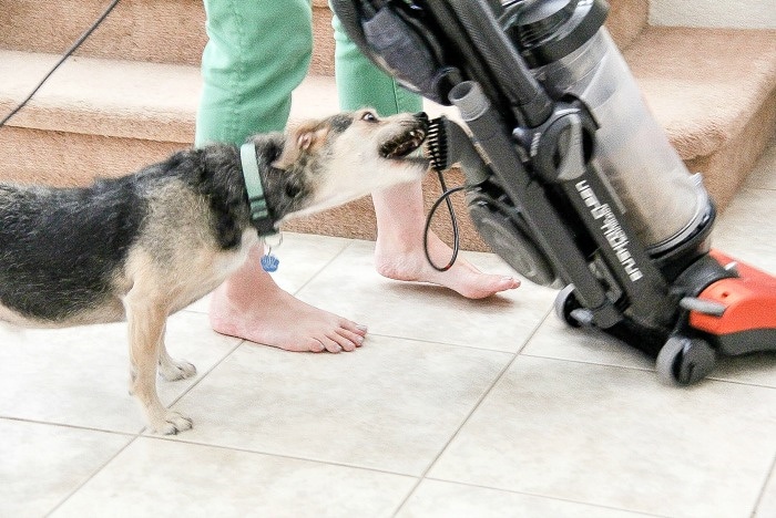 dog biting a vacuum cleaner