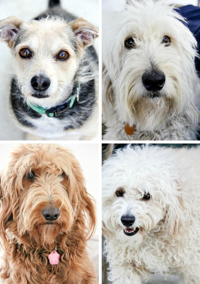 a collage of dogs