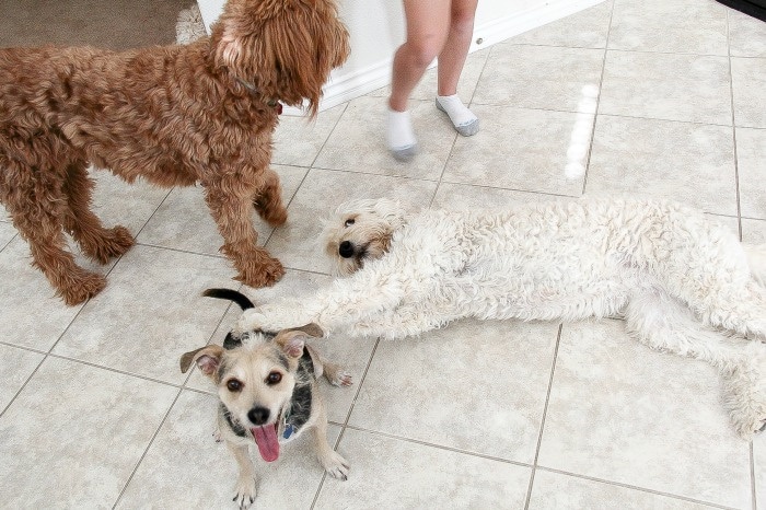 dogs playing on the floor