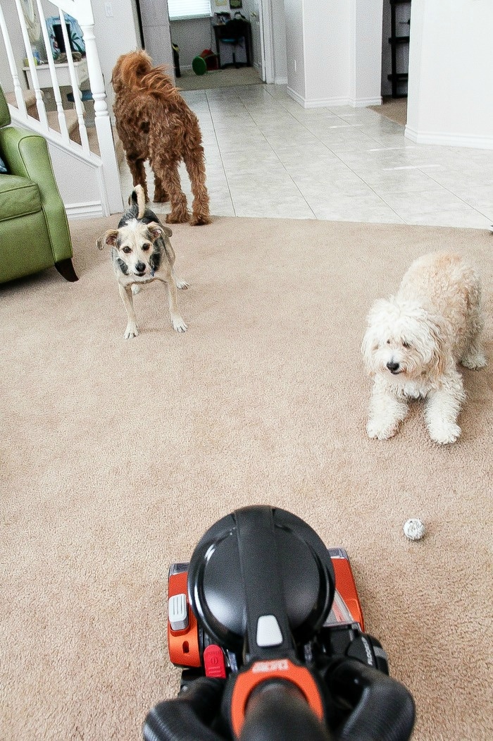 dogs barking at a vacuum cleaner