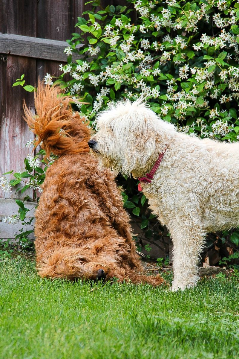 a white and brown labradoodle playing on grass