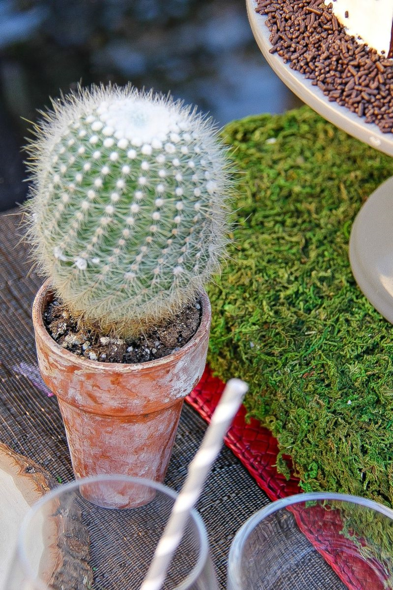 a small cactus in a pot on an outdoor table