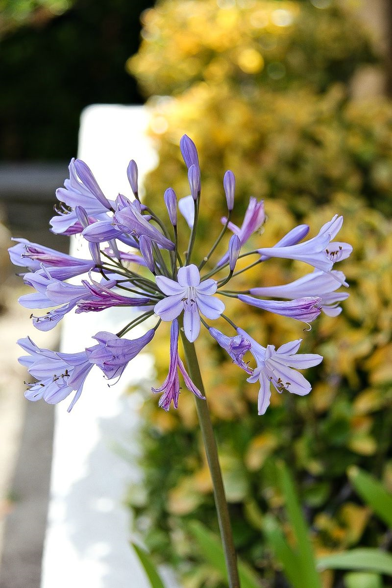 a purple flower with green hedges in the background