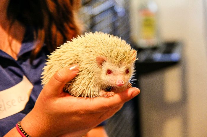 person holding an albino hedgehog