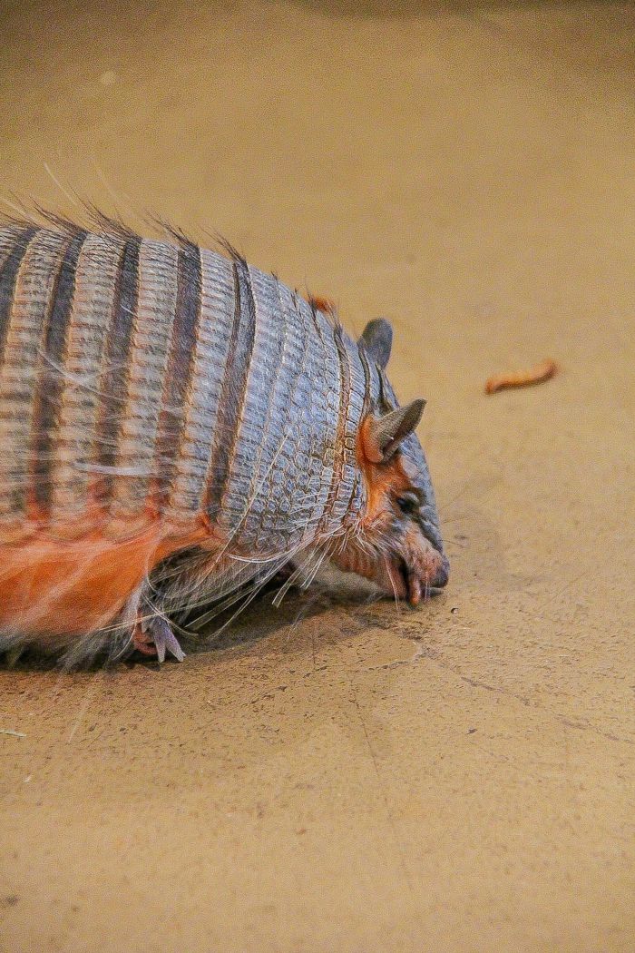 an armadillo eating mealworms