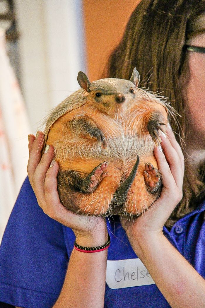 person holding an armadillo