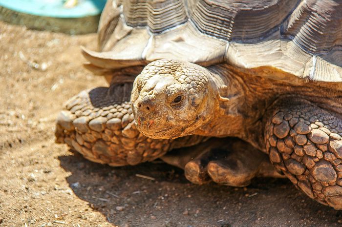 desert tortoise