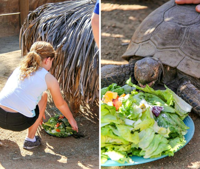 girl feeding salad to a desert tortoise