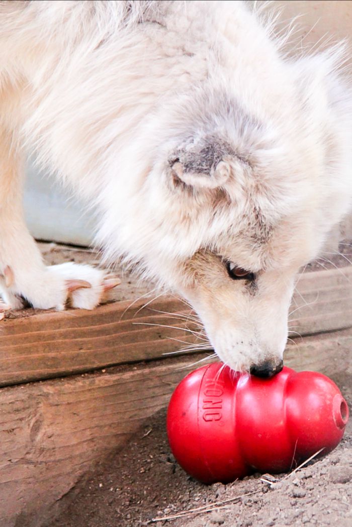 white fox playing with a dog toy