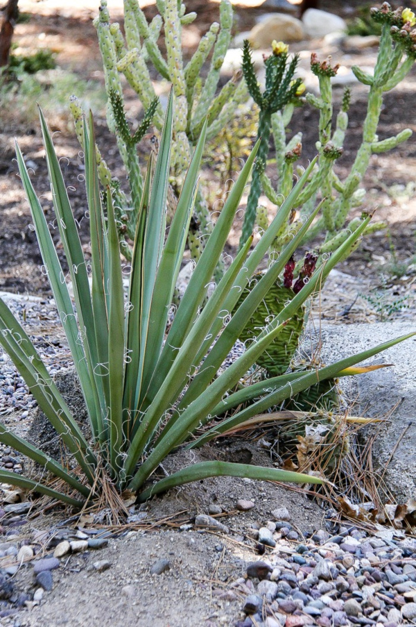 cactus in the dirt