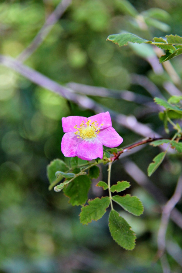 pink flower with yellow center