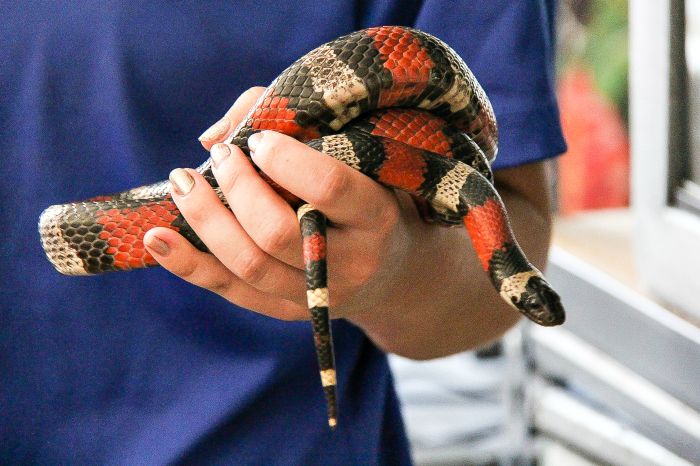 person holding a red black and white snake