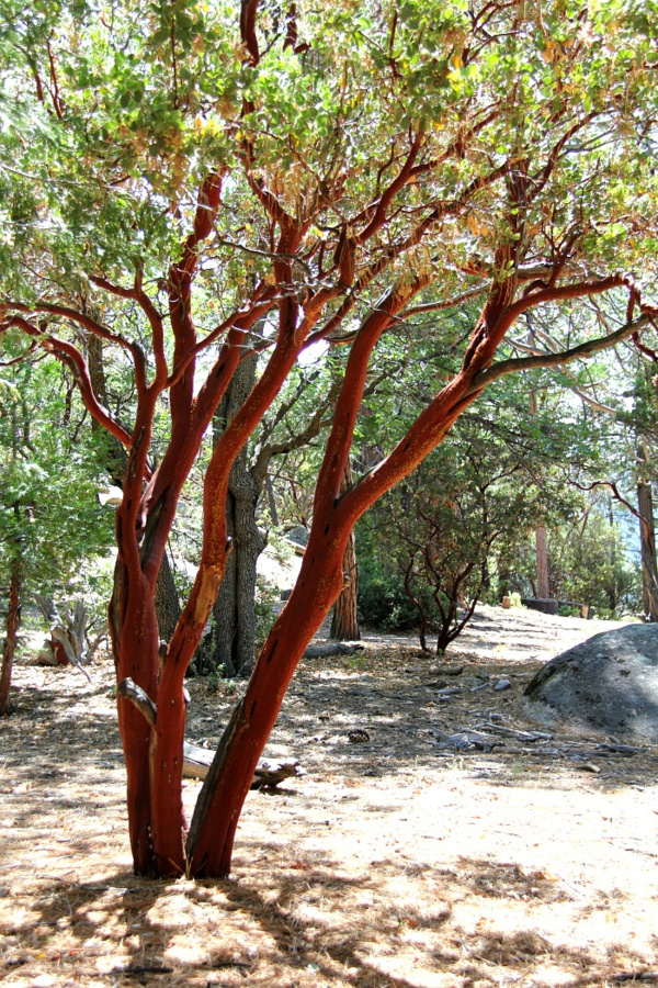 red tree with green leaves on a nature trail