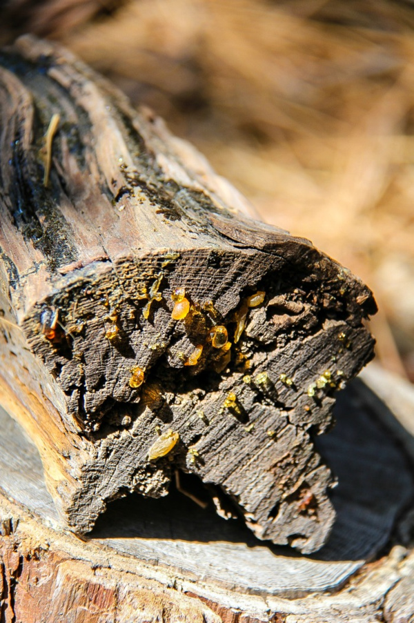 sap dripping out of a broken tree branch