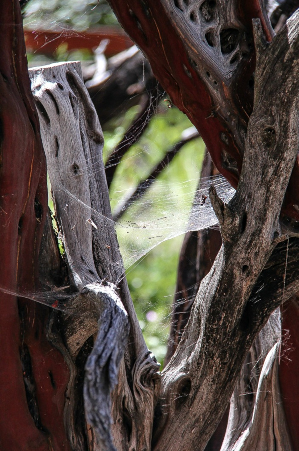 spiderweb between a tree