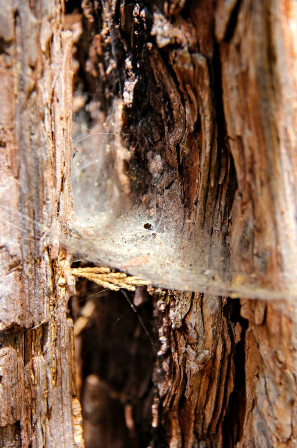 spiderweb in a tree