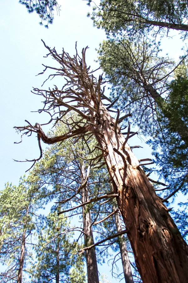 look up a tree to the sky