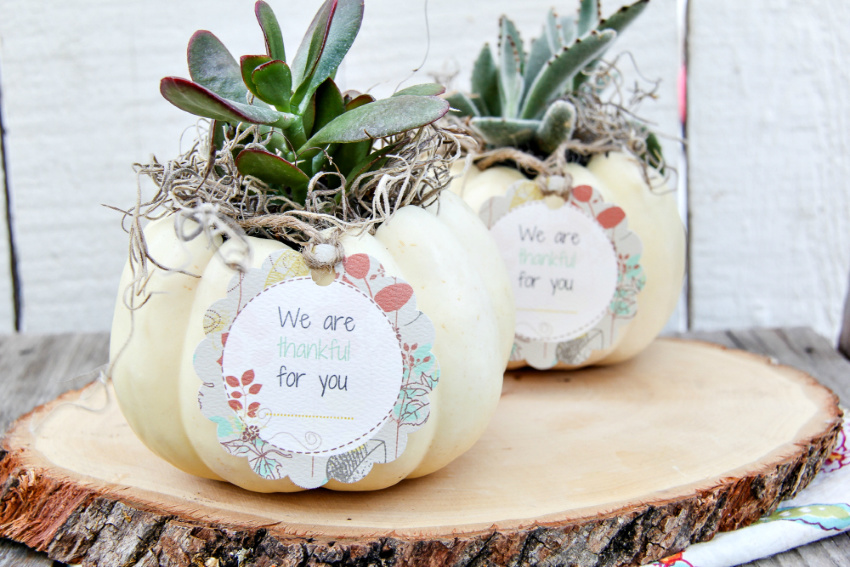 A succulent planted inside a white pumpkin with a gift tag attached. 