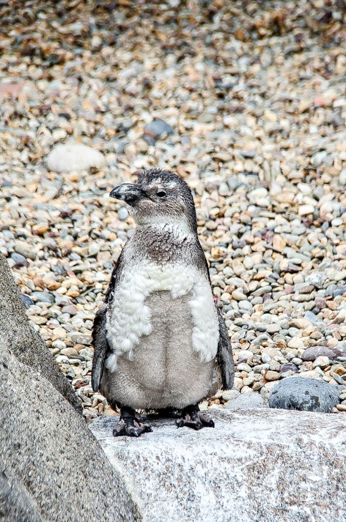 penguin photo