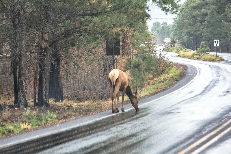 Elk on the road