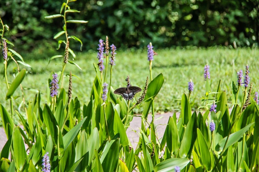 A black butterfly in a garden on a plant with purple flowers. 