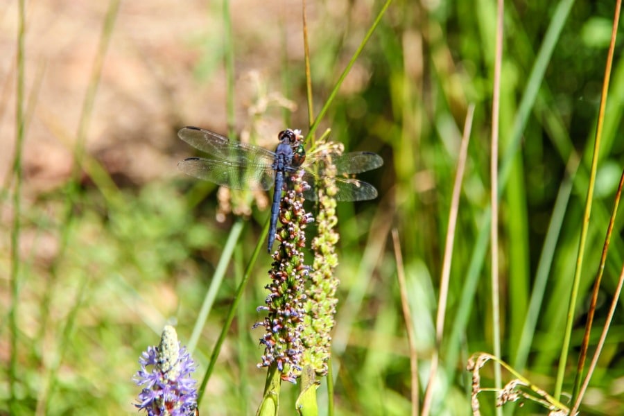 A dragonfly at dragonfly pond.