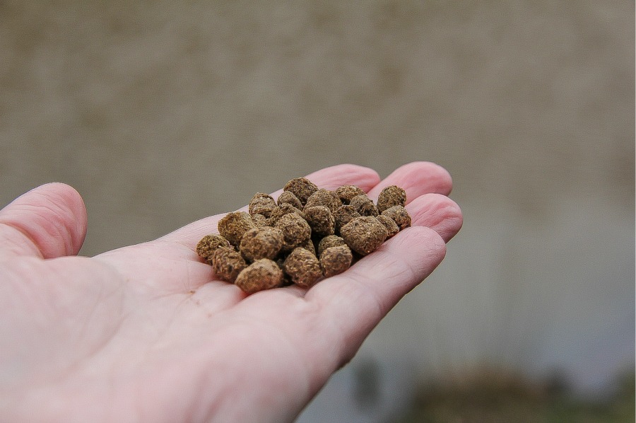 Turtle food in a hand from the feeding machine at Olmsted Ponds.