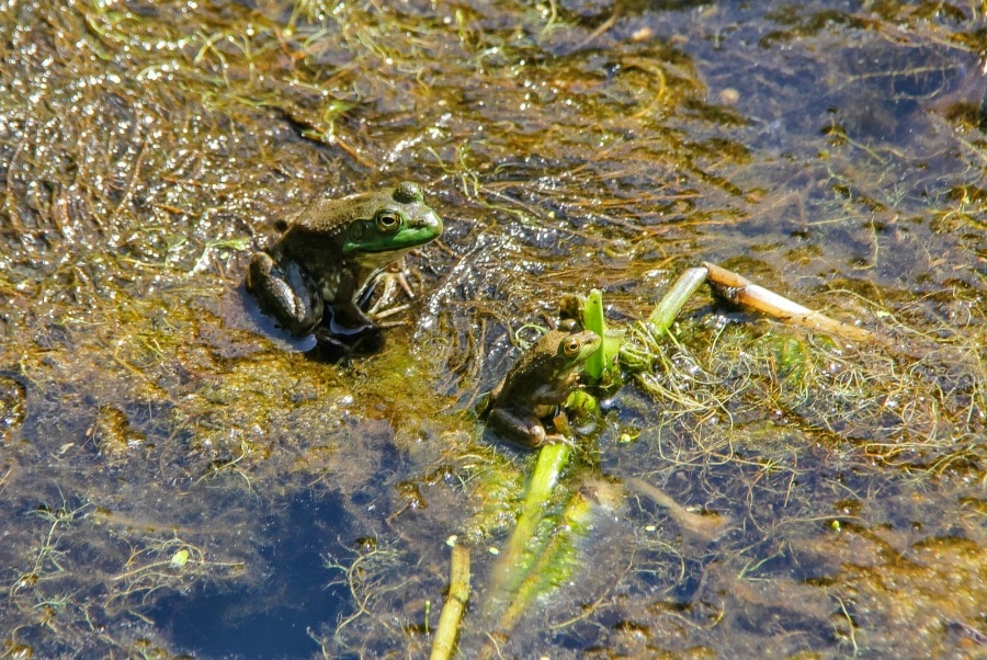 Two green frogs on the dragonfly pond at Bernheim. 