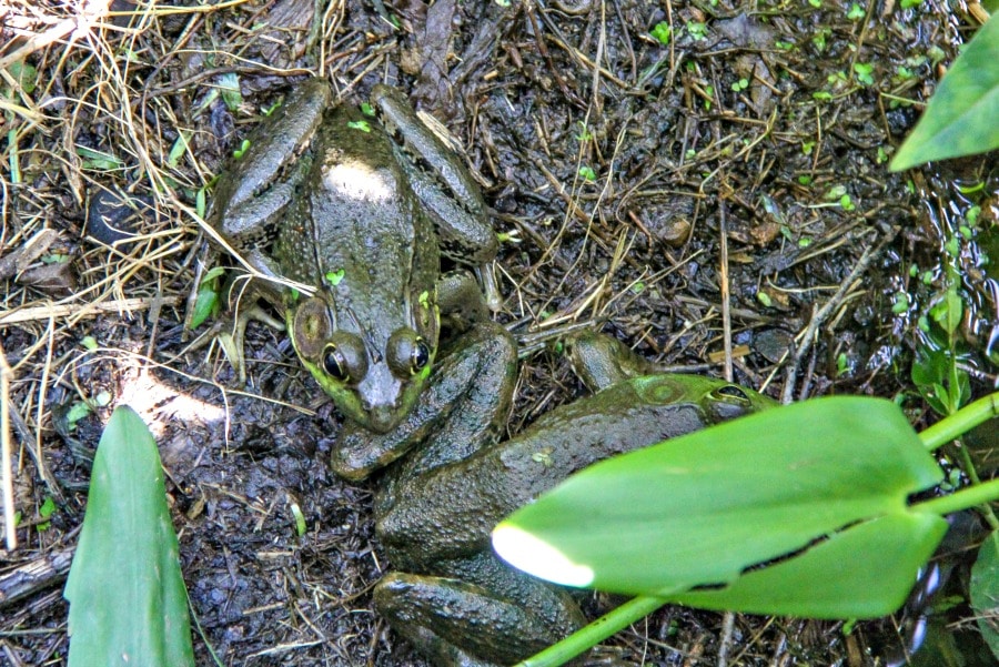 Two large green frogs on the edge of a pond. 