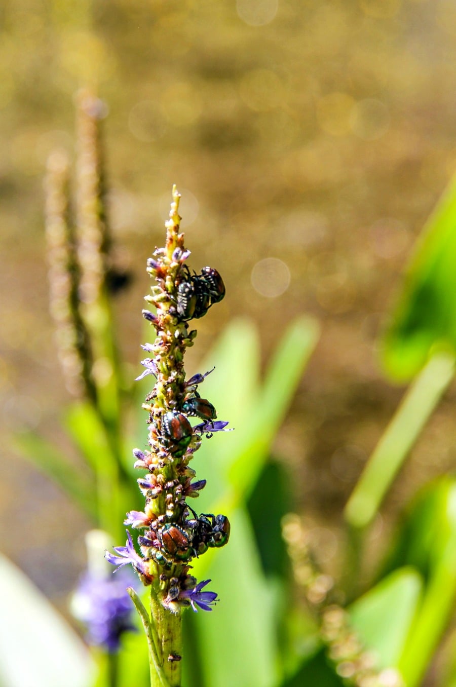 Beetles on a plant growing small purple flowers. 