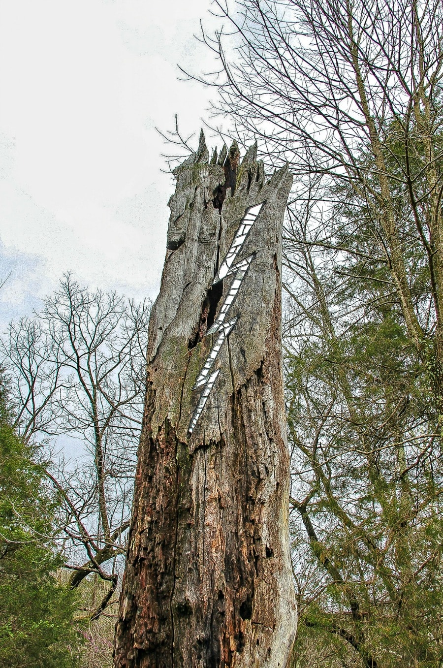 A lightning bolt on a tree. 