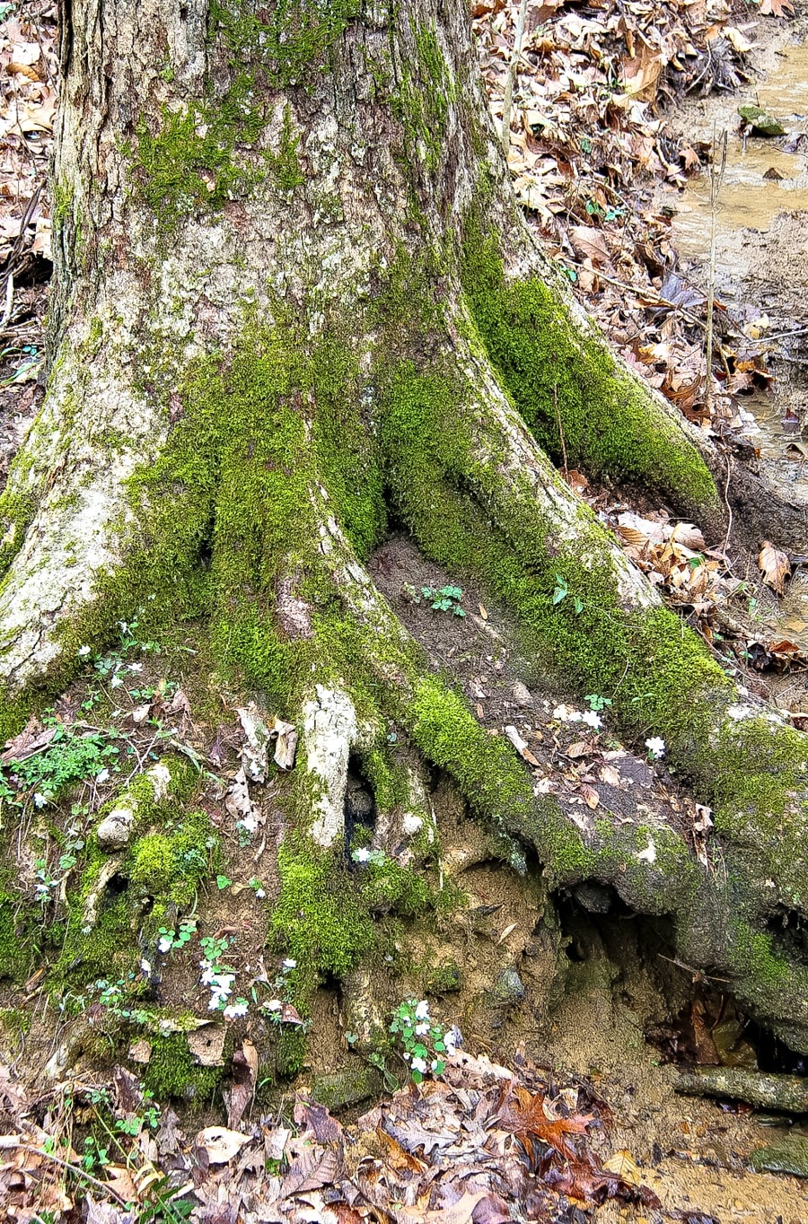 Green moss on the base of tree trunks.