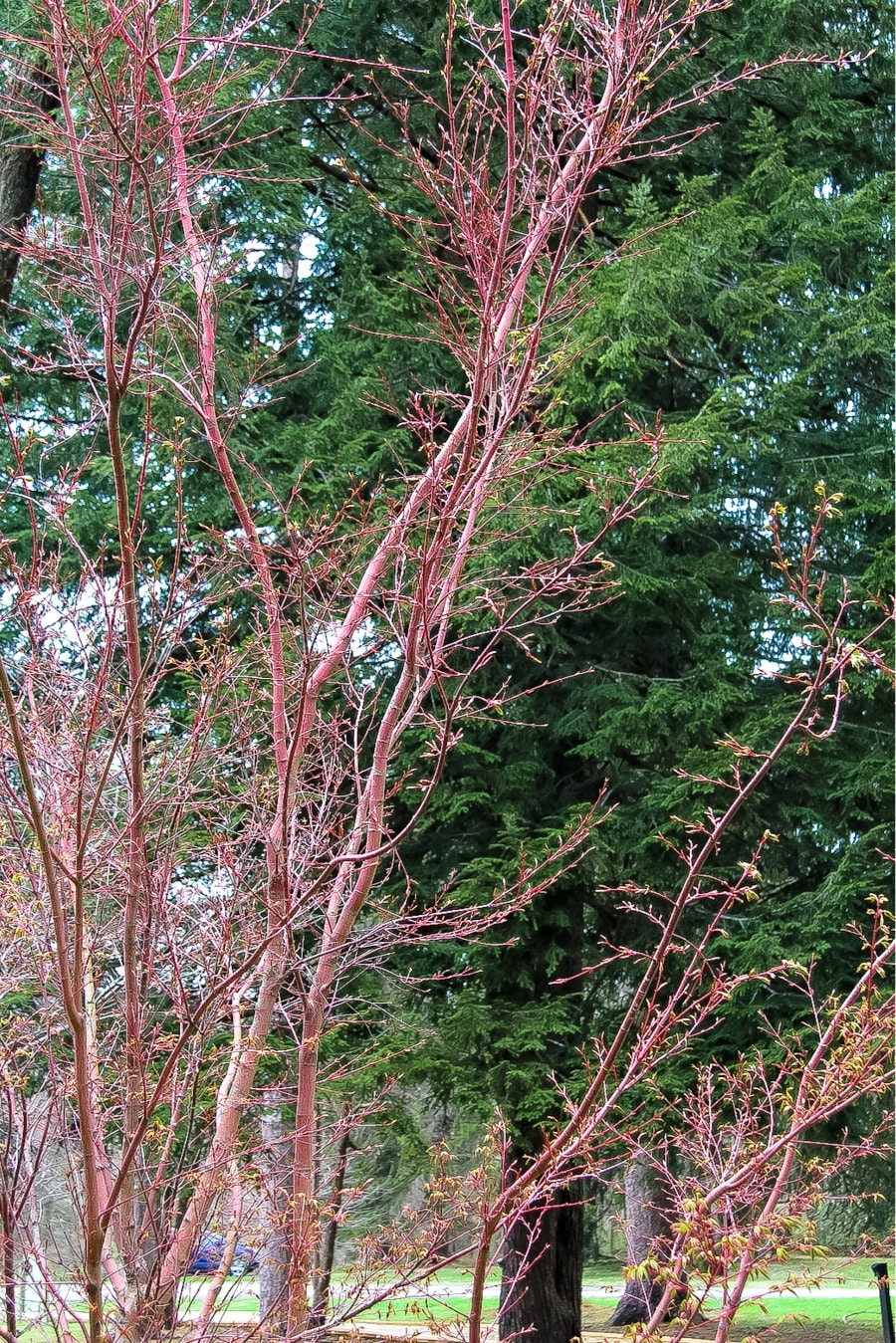 Pink branches of a bush with new spring growth at Bernheim Forest.